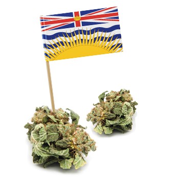 BC Cannabis Control and Legislation Course